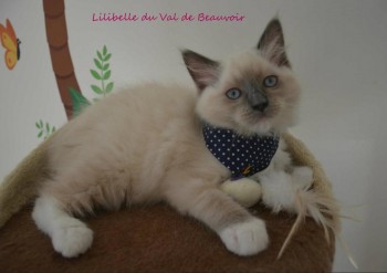 femelle blue point-mitted - Chatterie Ragdolls du Val de Beauvoir